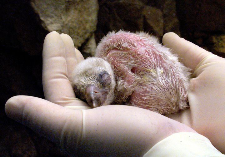 This hours-old baby Griffon vulture was placed in the care of two male foster vultures in 1999.