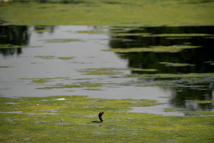 A bird swims through green algae near Ferril Lake in Denver, Colorado. Algal blooms, when toxic, can devastate local economies and the problem appears to be growing.