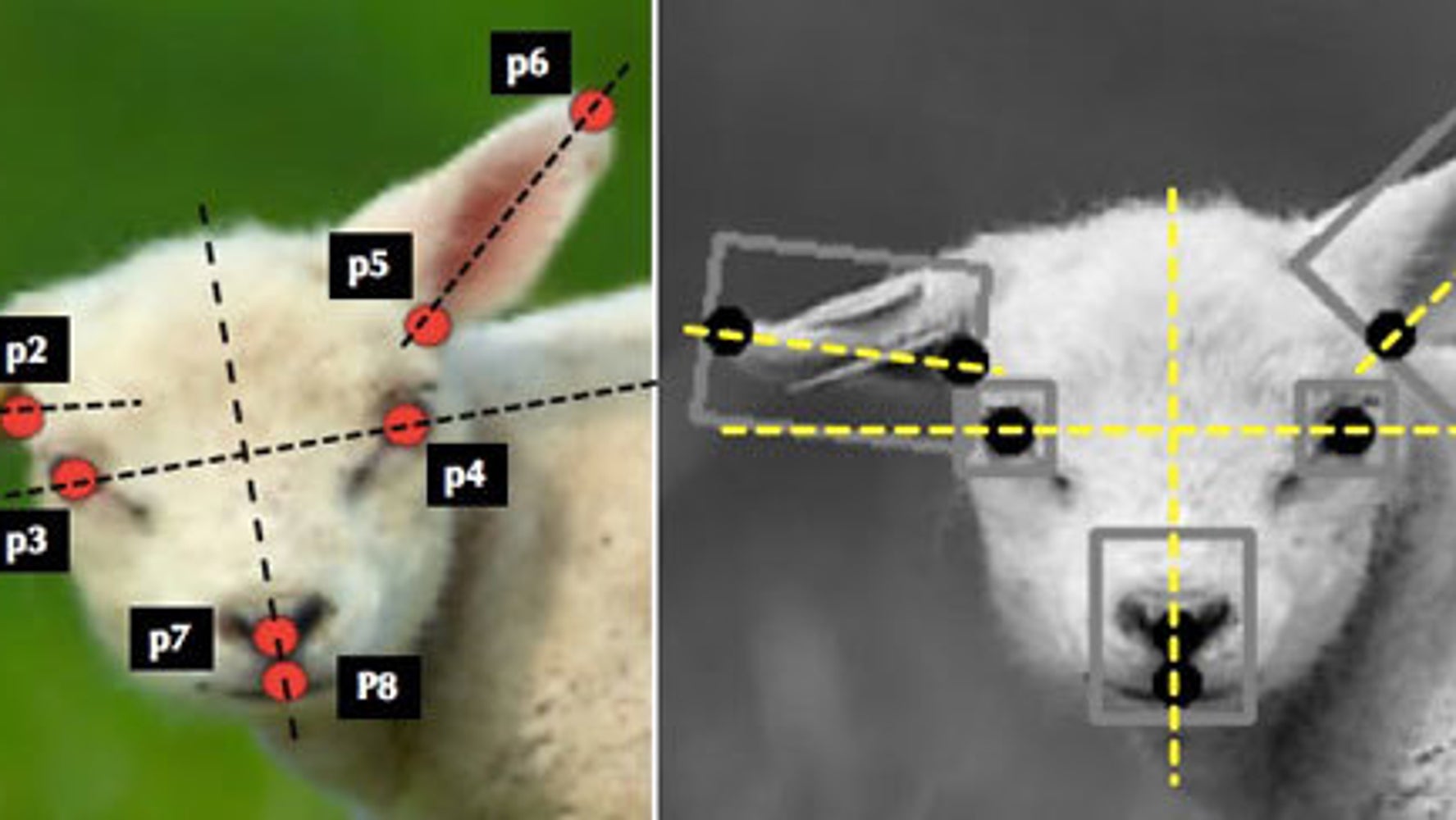 Using AI To Detect Pain (in sheep) HuffPost