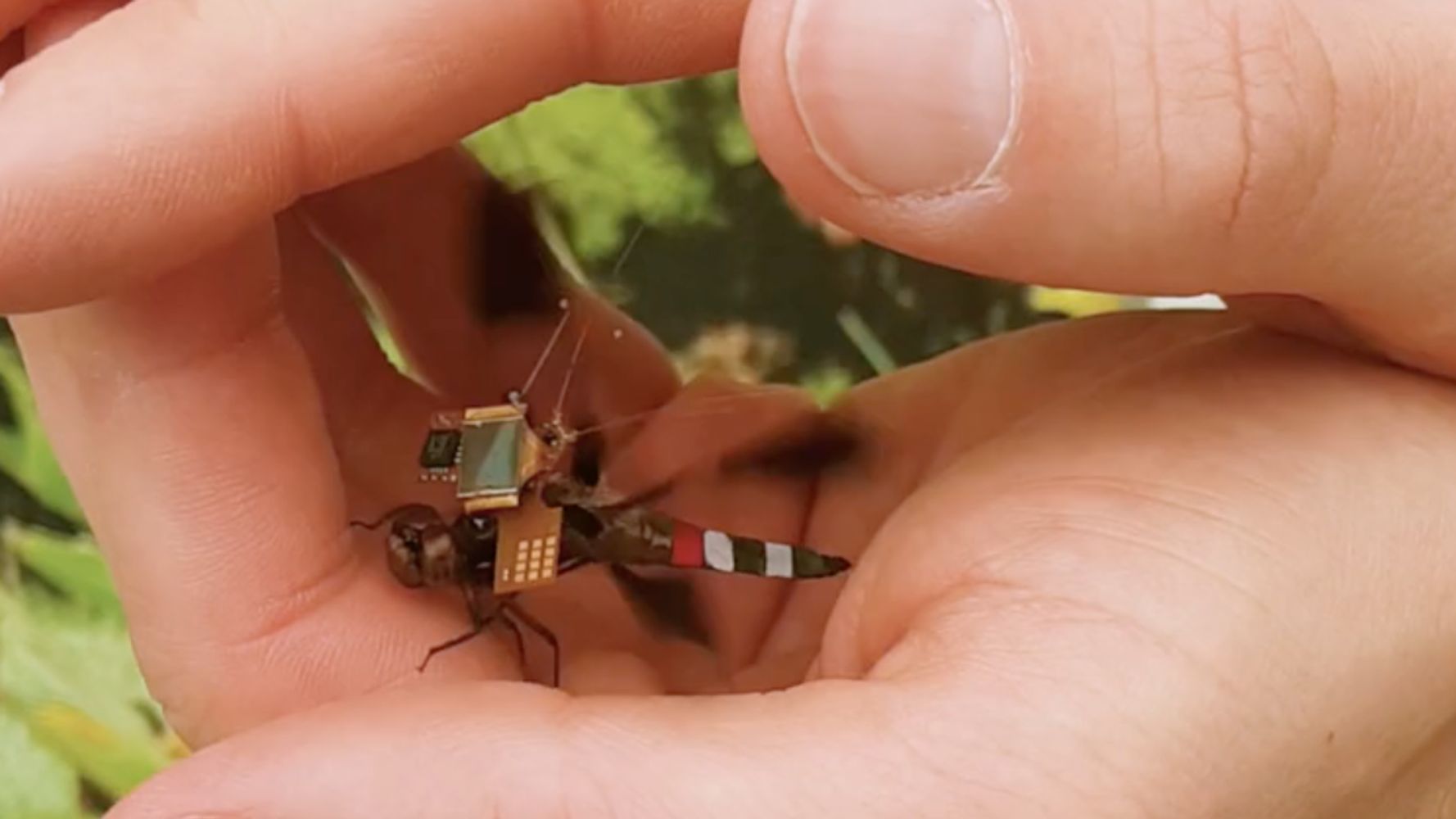 Researchers Have Turned A Live Dragonfly Into A Cyborg Drone