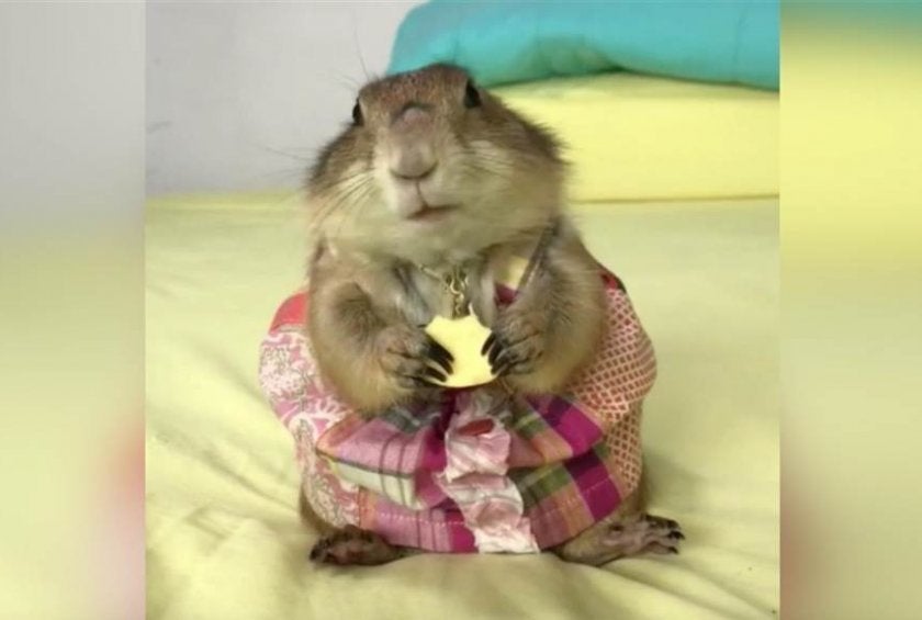 Prairie dog in clearance clothes