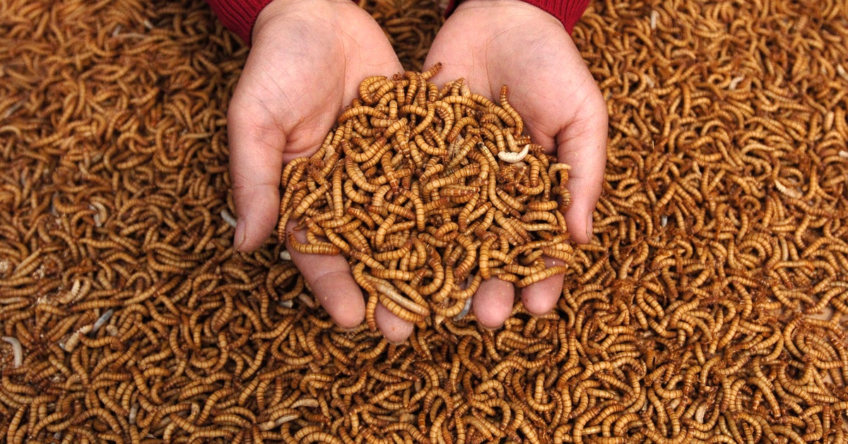 Why You Should Let Maggots Feast On Your Leftover Food | HuffPost ...