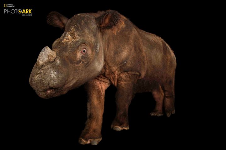 Sumatran rhino Suci photographed at the Cincinnati Zoo in 2013 // STATUS: CRITICALLY ENDANGERED