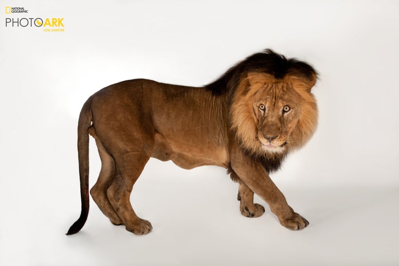 African Lion photographed at Omaha’s Henry Doorly Zoo and Aquarium in 2011 // STATUS: VULNERABLE
