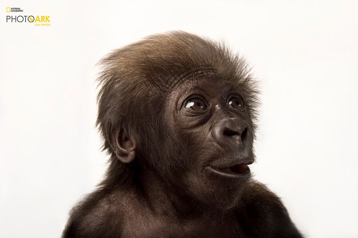 Western lowland gorilla Gladys photographed in Cincinnati in 2013 // STATUS: CRITICALLY ENDANGERED