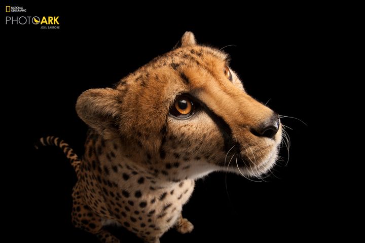 Cheetah photographed at the Columbus Zoo and Aquarium in 2012 // STATUS: VULNERABLE