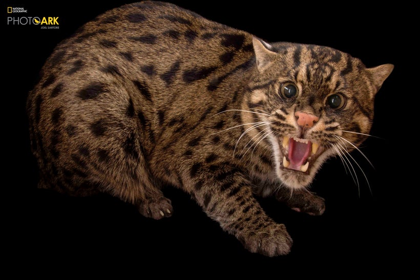 Fishing cat photographed at the Cincinnati Zoo in 2013 // STATUS: VULNERABLE