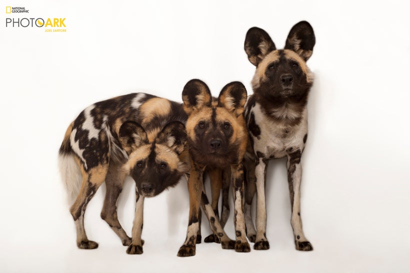 African wild dogs photographed at Omaha’s Henry Doorly Zoo and Aquarium in 2011 // STATUS: ENDANGERED