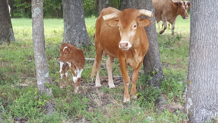 <p>A mother cow with her calf.</p>