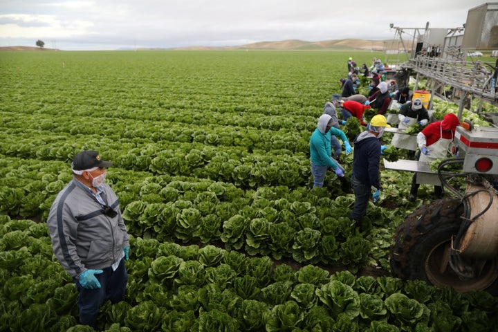 Supervisor Sergio Marmalejo, 55, watches migrant farmworkers with H-2A visas harvest romaine lettuce in King City, California, on April 17.