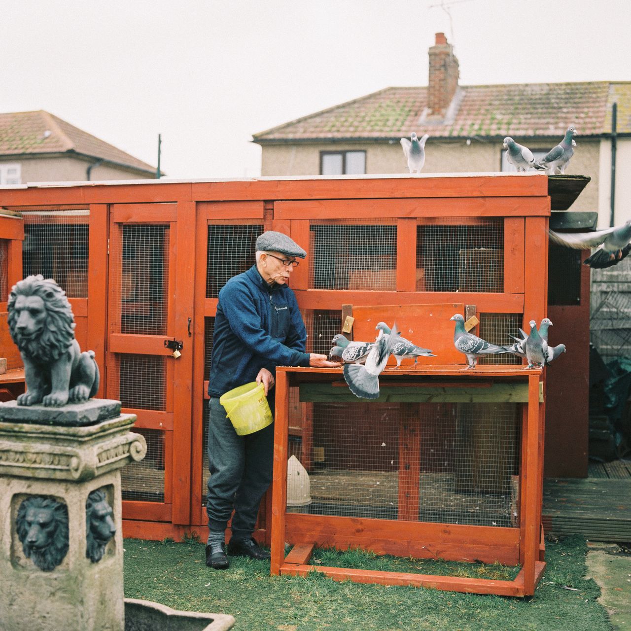 Charlie Lawrence feeding his racing pigeons in his garden on Jan. 14.