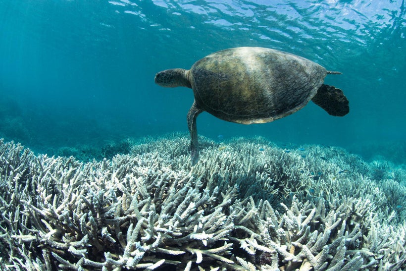 Sea turtle swimming over bleached coral at Heron Island