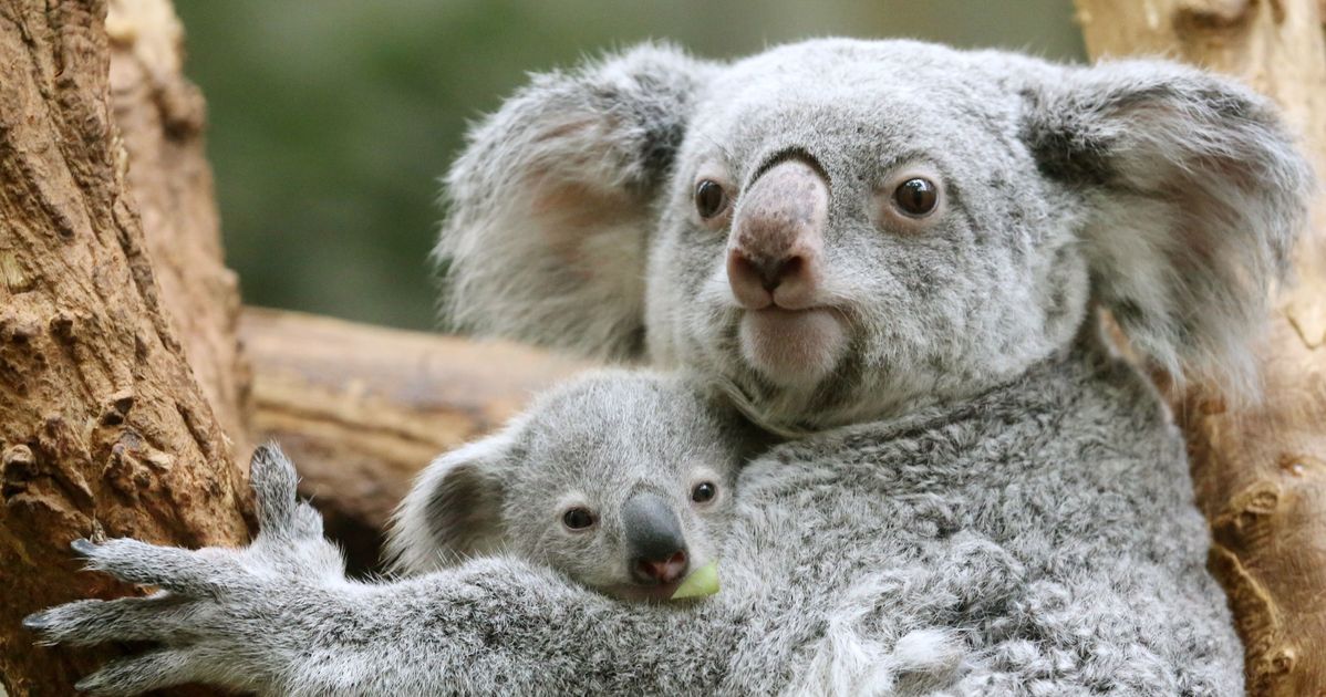 Коала мама. Коала в Австралии. Коала с детенышем. Мама коала с детенышем. Новорожденная коала.