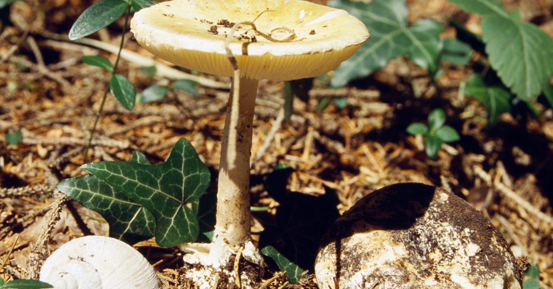 14 Poisoned By Wild Death Cap Mushrooms In California HuffPost