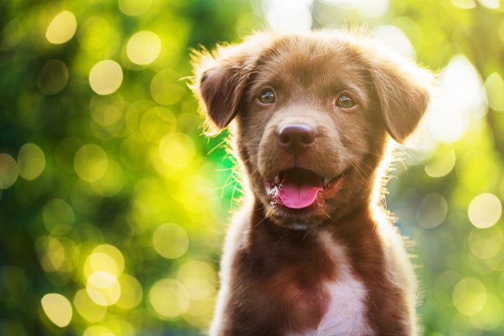 A Connecticut law now allows judges to appoint legal advocates for animals in abuse cases.