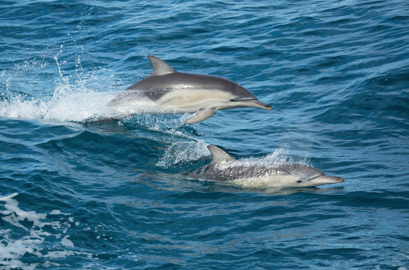 Bottlenose dolphins are sentient and just like people, they enjoy having fun. A couple bottlenose dolphins breaching along si