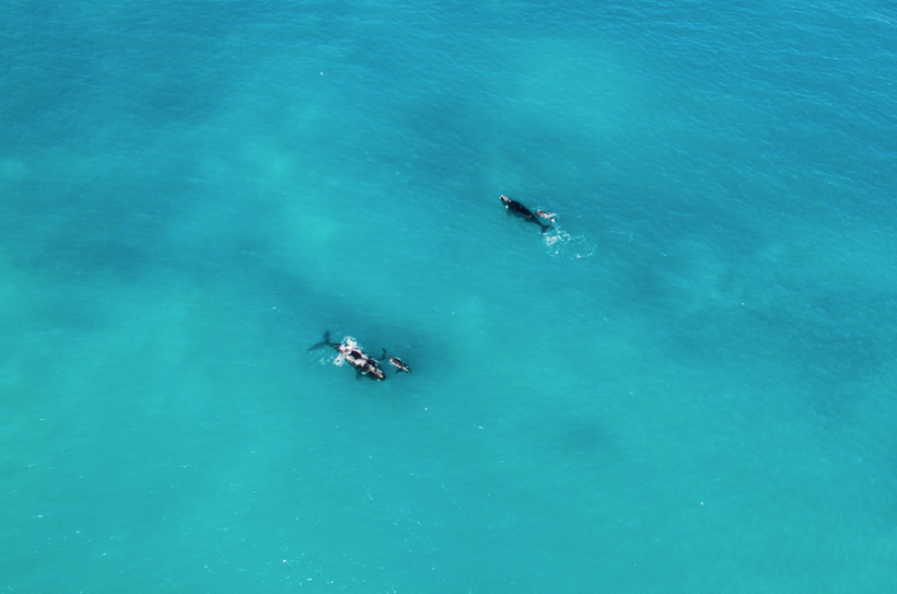 Right whales are the rarest of all the large whales. Females are larger than males, reaching 55 feet long and weighing an imp