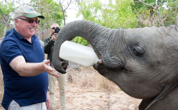Azzedine Downes, President of IFAW, bottle feeds a baby elephant while on the ground in Zimbabwe. 