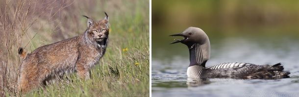 Each year, Yukon’s wild landscapes support iconic boreal mammals such as the Canadian Lynx (Lynx canadensis) and over 200 bird species, including the Pacific Loon (Gavia pacifica). 