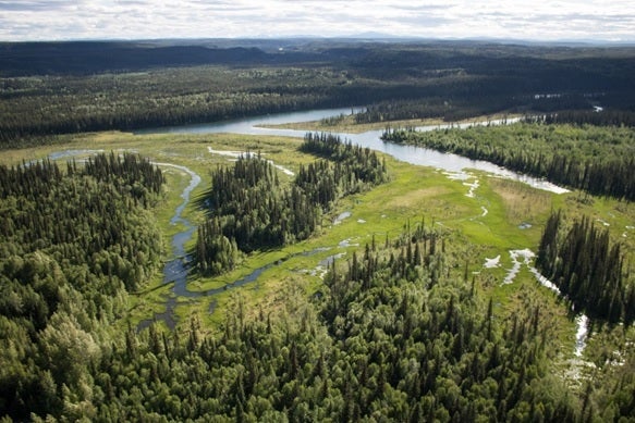 <p><em>Yukon’s valley bottoms have high biodiversity and are important for wildlife, yet are also disproportionately targeted for human infrastructure and development, making them immediate priorities for conservation before further loss occurs. </em></p>