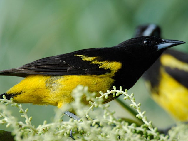 The Bahama Oriole