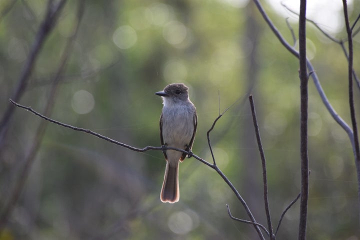 <p>La Sagra’s Flycatcher</p>