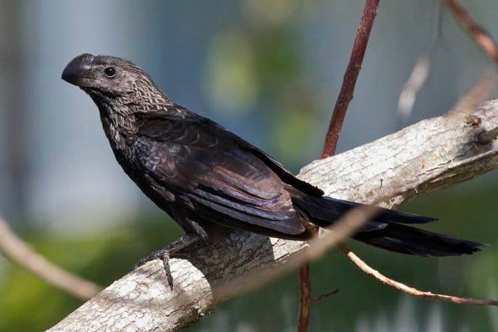 Smooth billed Ani