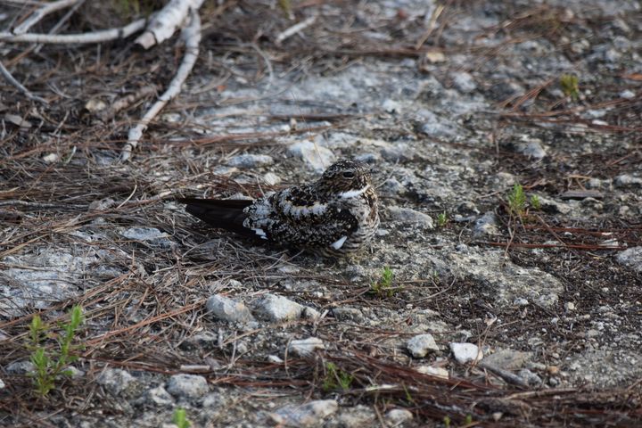 Antillean Nighthawk, a member of the nightjar family and close relative of our Nighthawks, Whip Poor Wills and Chuck Will’s Widow.