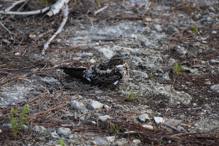 <p>Antillean Nighthawk, a member of the nightjar family and close relative of our Nighthawks, Whip Poor Wills and Chuck Will’s Widow.</p>