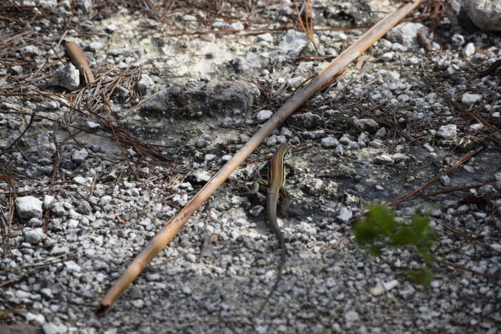 Cuban Whiptail Lizard