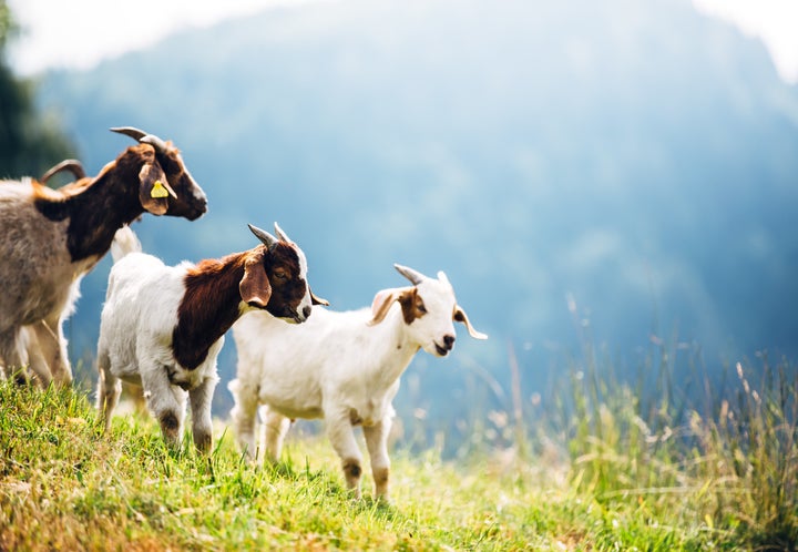 Data Doesn't The Claim That Goat The Most Consumed In The World HuffPost Life