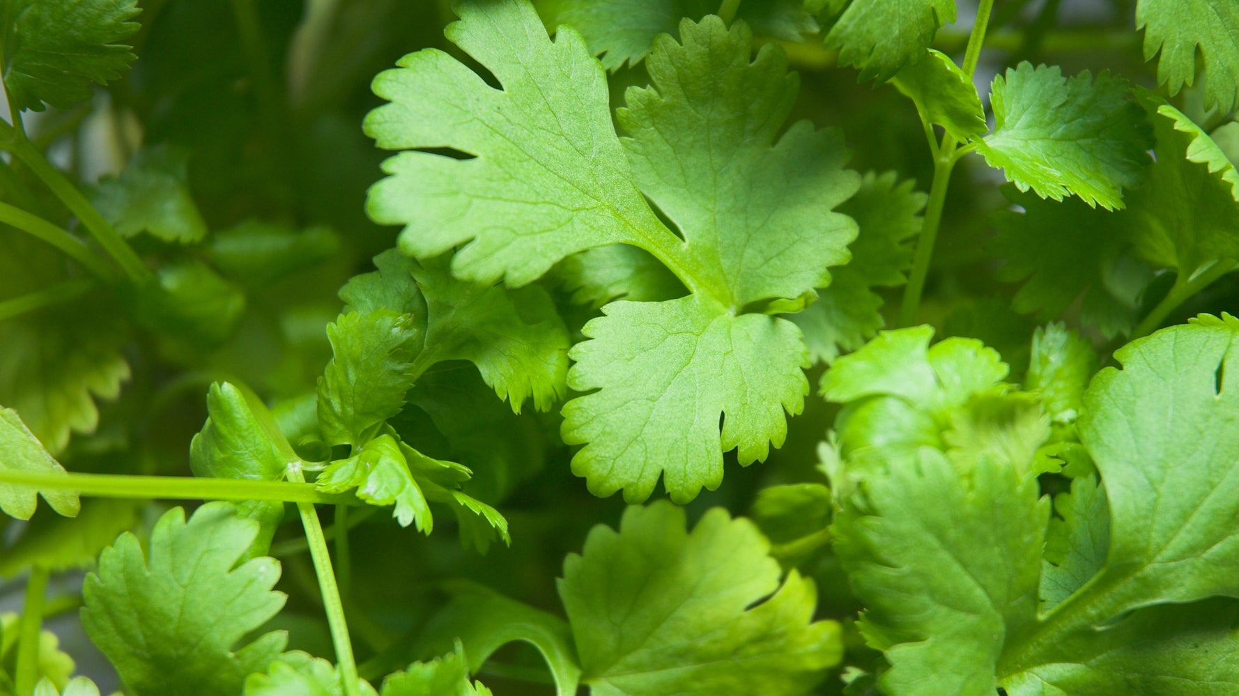 The Difference Between Cilantro And Coriander Explained Huffpost Life