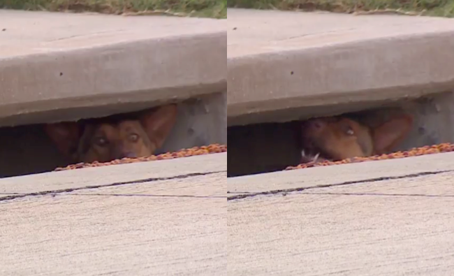 A dog is seen poking its nose out of a storm drain in a neighborhood west of Dallas, Texas.