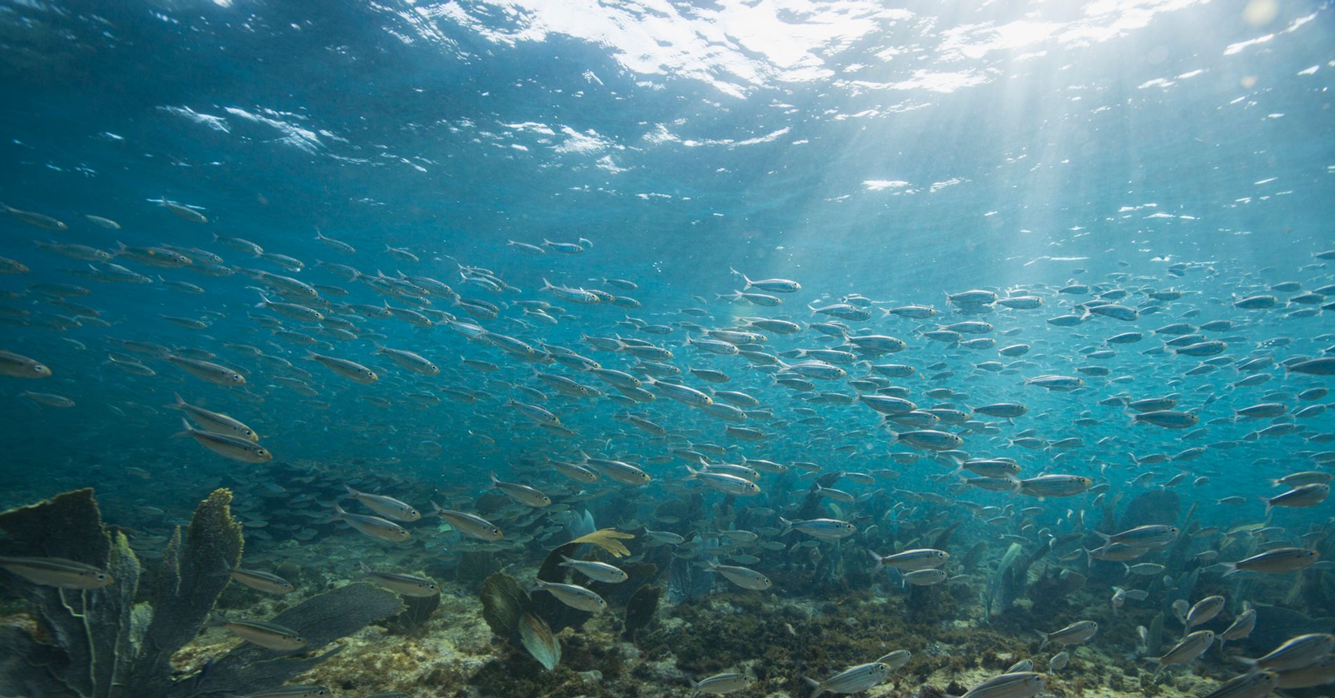 Committed to the Ocean: The First United Nations Ocean Conference ...