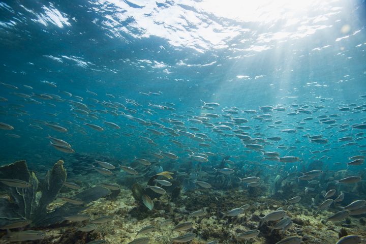 School of silversides near Maria Island, part of the Pointe Sables Environmental Protection Area (PSEPA), which is part of the Conservancy's Eastern Caribbean Marine Managed Areas Network project.