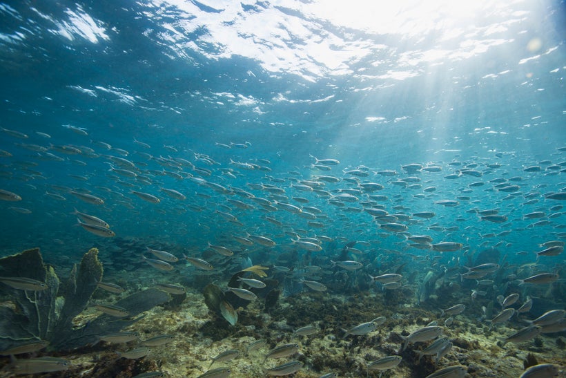 School of silversides near Maria Island, part of the Pointe Sables Environmental Protection Area (PSEPA), which is part of t