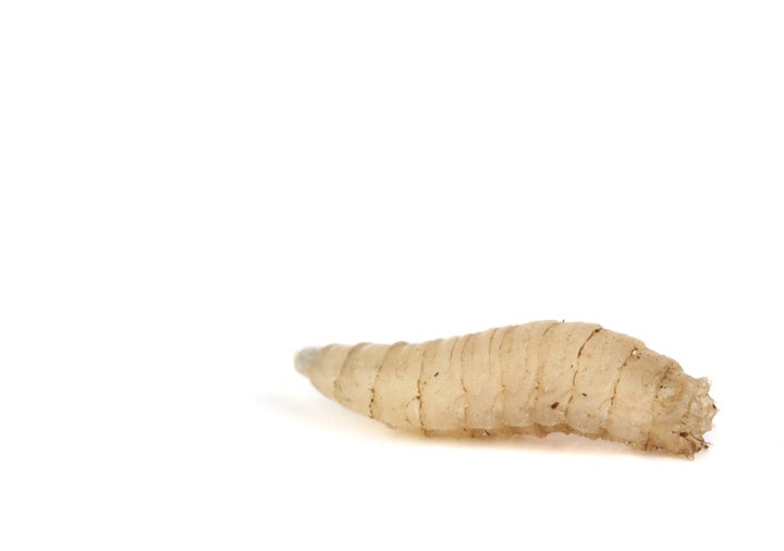 A farm is southwestern China buys leftovers from restaurants and feeds them to maggots. The insects are then dried and turned into animal feed and their feces are used for organic fertilizer.