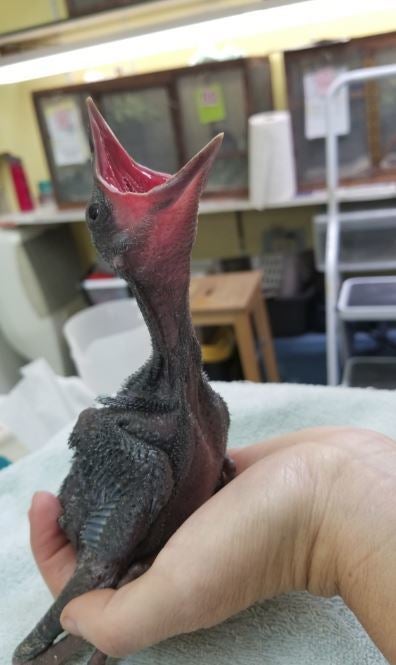 Funny, Goofy Baby Crows at WildCare | HuffPost Contributor