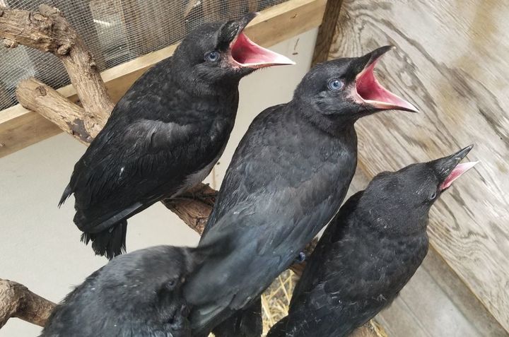 A group of baby crows begging at WildCare. As they mature and become self-feeding, these babies will become much more cautious around humans. Photo by Melanie Piazza