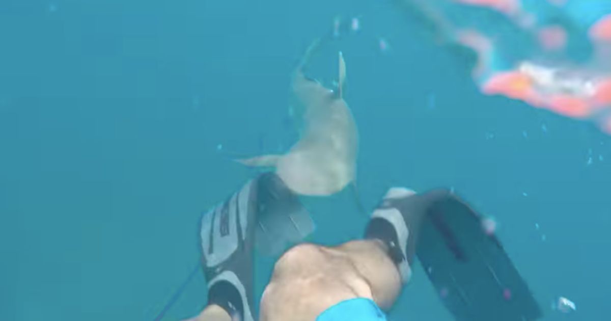 Florida shark attacks