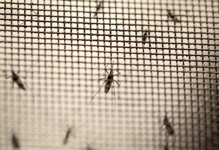 Aedes aegypti mosquitoes are seen at the Laboratory of Entomology and Ecology of the Dengue Branch of the U.S. Centers for Disease Control and Prevention in San Juan, Puerto Rico.