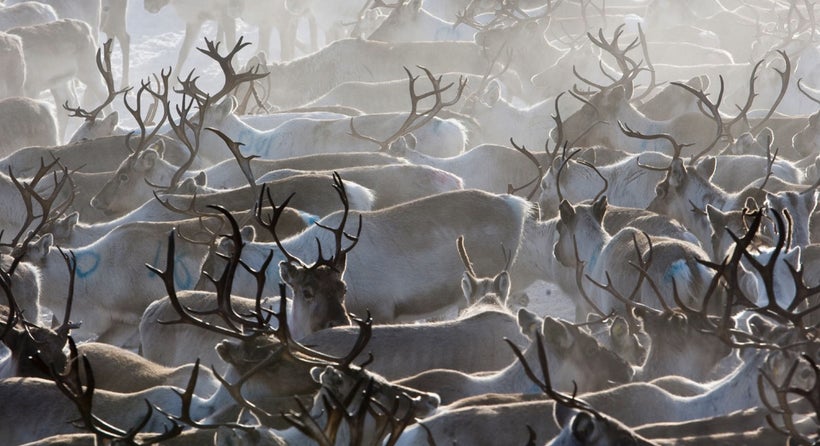 Reindeer herd in Arctic Europe