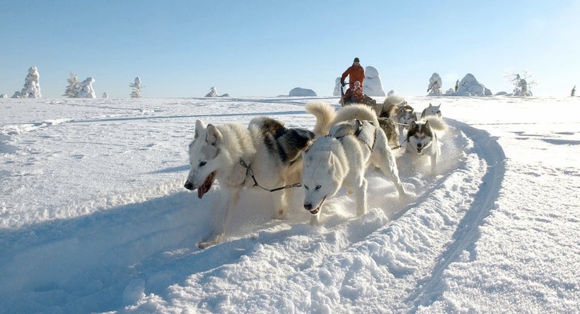 Husky dog sledding in the winter