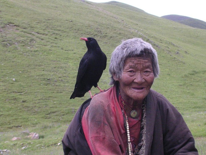 A red-billed chough, thought to be the reincarnation of this woman’s daughter, sits on her shoulder.