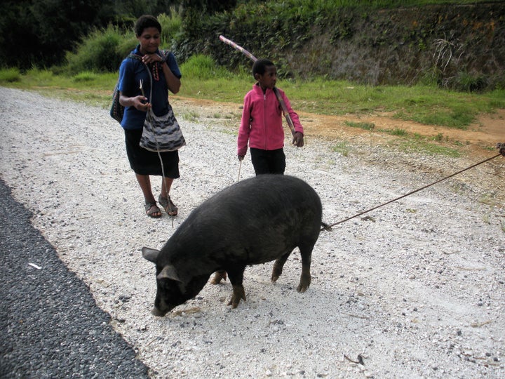 <p>A savings account on four legs.</p>