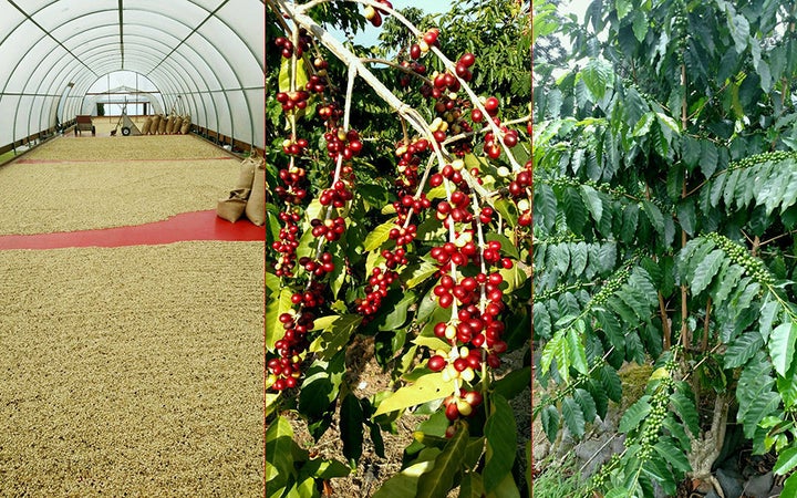 The Kona coffee farming and processing operation Andrés Magaña helps run is serious business.