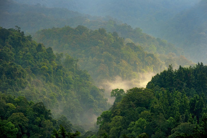 Forest of Gede Pangrango, Indonesia.