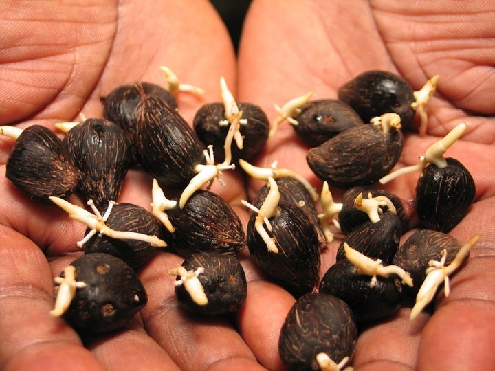 Choosing the right hybrid seed is crucial for sustainable production.