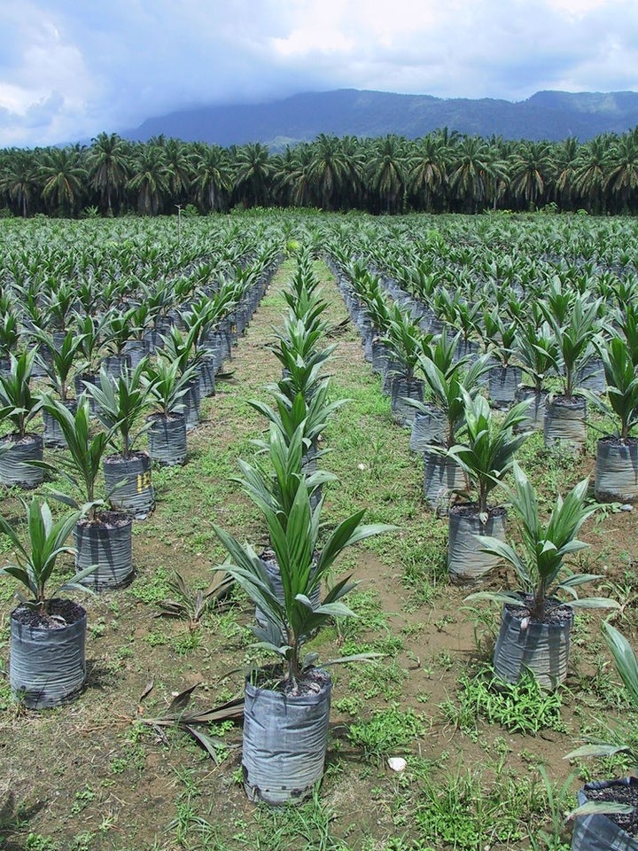  Oil palm nurseries should come from certified material for successful ecological intensification of productivity. 