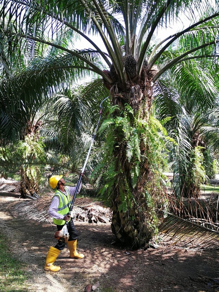 Harvesting oil palm is still a manual operation globally